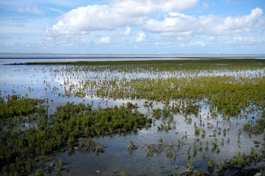 Salzwiesen mit Salz-Schlickgras im Deichvorland an der Nordseeküste im Wattenmeer bei Norddeich - Stockfoto
