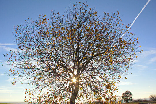 Salweide im November