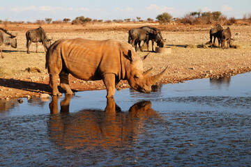 white rhino at the waterhole - Namibia Africa