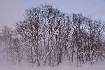 Fototapeta na wymiar Arboles desnudos de hojas en las montañas del ártico, paisaje de un frio polar en invierno, sin personas.