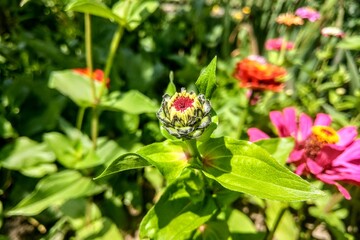 Yellow and orange marigold flowers in the garden in the fall.