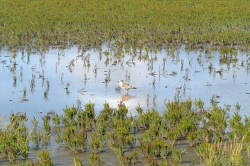 Möve im Schlick zwischen Salz-Schlickgras im Wattenmeer - Stockfoto