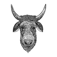 Ox, bull or male cow head. Chinese Happy New Year 2021 symbol and horoscope sign. Year of the ox and lunar new year. Hand drawing vector.