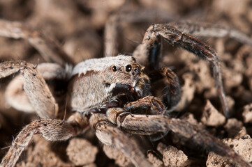 Wolf spider (Alopecosa accentuata) male, Apennine mountains, Italy.