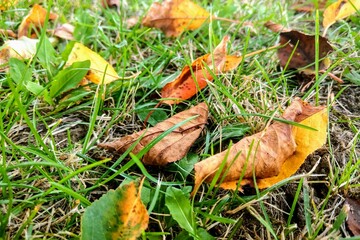 Yellow leaves on the grass, autumn time, nature background, seasonality.