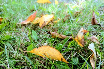 Yellow leaves on the grass, autumn time, nature background, seasonality.