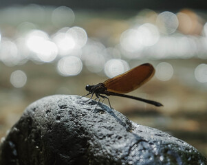 dragonfly on a rock