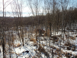 Une fillette seule perdue dans les bois en hiver