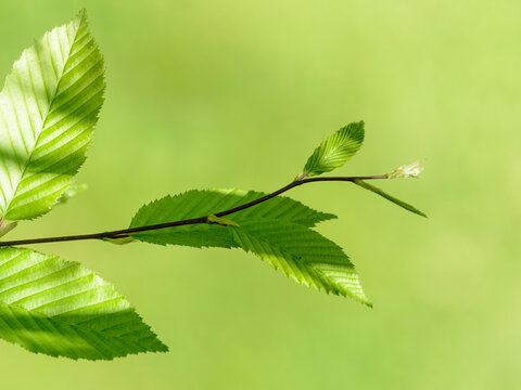 Hojas de árbol ornamental Ulmus minor, olmo con fondo verde