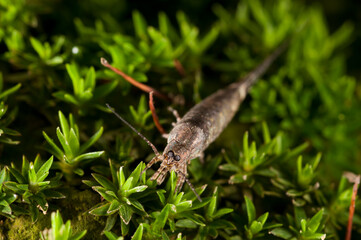 Archaeognatha order, Italy.