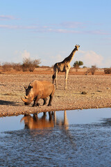 white rhino at the waterhole - Namibia Africa