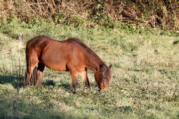 Fototapeta premium Poney