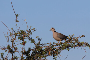 Kapturteltaube / Cape turtle dove / Streptopelia capicola