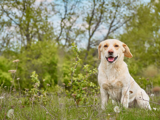 Village dog on the field.