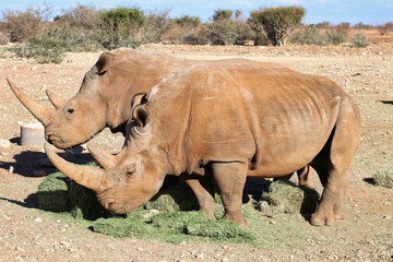 white rhino eats - Namibia Africa
