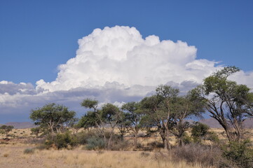 Afrika pur