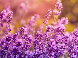 Fototapeta premium Soft focus on lavender flowers.
