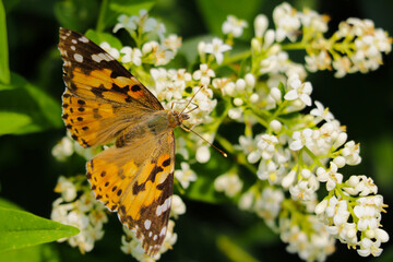 Beautiful butterfly posing on a white flower.