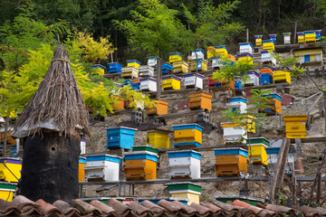 Hives in apiary