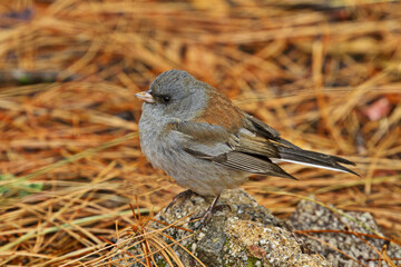 Dark eyed junco perched on rock in pine needles; small gray bird with auburn on its back blending with background hues.