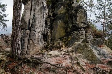 Hiking Golden Trail of Bohemian Paradise near Vranov castle and Pantheon, sandstone landscape autumn day, Pine tree on the top of rock formation, Mala Skala, Czech Republic