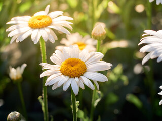 Chamomile flowers in the meadow.