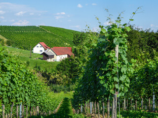 A lush green wine yard in South Styria in Austria. There are many rows of wine, stretching over a vast territory. Wine plantation. Vintage. Clear and bright day.