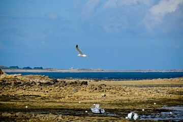 seagulls in flight