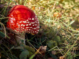 Fly agaric in the autumn forest.