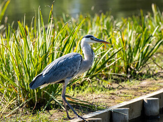 Gray heron looking for food near Japanese pond 2