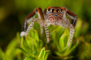 A jumping spider (Saitis barbipes) male, Italy.