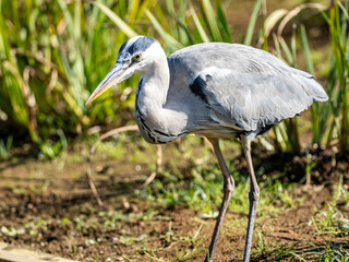 Gray heron looking for food near Japanese pond 3