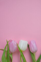tulips flowers. Pink and white tulips on a light pink  background. Blank postcard.copy space.International Women's Day, Mother's Day.Valentine's Day