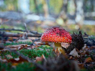 Fly agaric in the autumn forest.