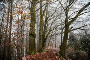 Fototapeta premium Mystical autumn or winter forest, beautiful fall color and snow on trails, road covered with leaves, trees, Hiking Golden Trail of Bohemian Paradise near Vranov castle Pantheon, Czech Republic