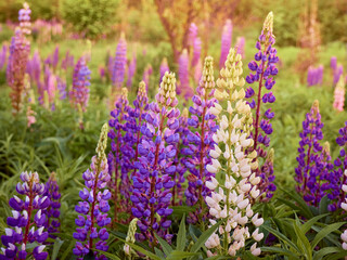 Fototapeta premium Purple lupin flowers blooms in the field.