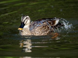 eastern spot-billed duck in Yokohama pond 1
