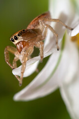 Fototapeta premium Jumping spider (Icius subinermis) female, Italy.