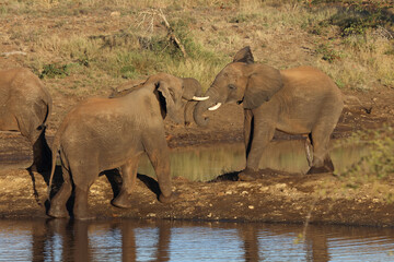 Afrikanischer Elefant / African elephant / Loxodonta africana.