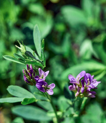 Flowers of alfalfa in the field. Medicago sativa.