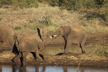 Afrikanischer Elefant / African elephant / Loxodonta africana.