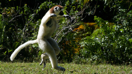 Fauna © photos4nature