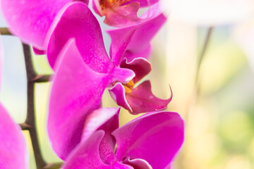 Close up of pink Orchid at my home, .Thailand.