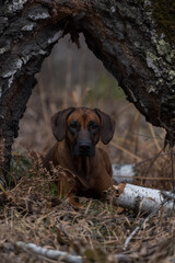 Beautiful dog rhodesian ridgeback hound outdoors on a forest background