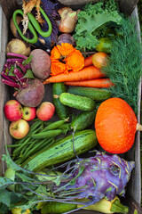 fresh organic vegetables in the box