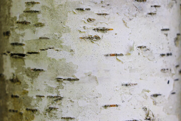 birch bark texture background paper, nature, background