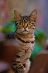 natural background and a cat
