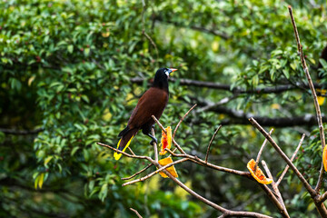Beautiful close up view of a Oropendola (Psarocolius) feeding in the rainforest of Costa Rica 