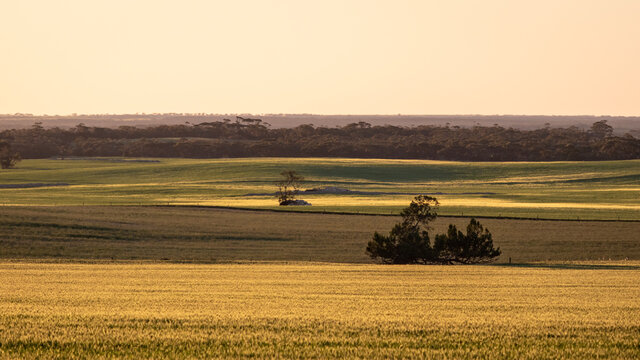 Yellow landscape, wheat fields at sunset time, some trees in the middle. Panoramic picture of agricultural fields close to Gawler ranges national park, South Australia countryside