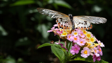 Fauna